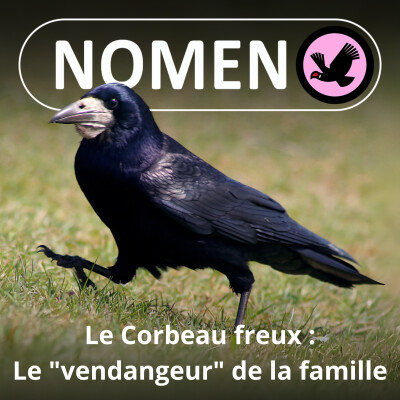 BEST OF D'ÉTÉ #18 : Le Corbeau freux, un sacré récolteur-vendangeur ! cover