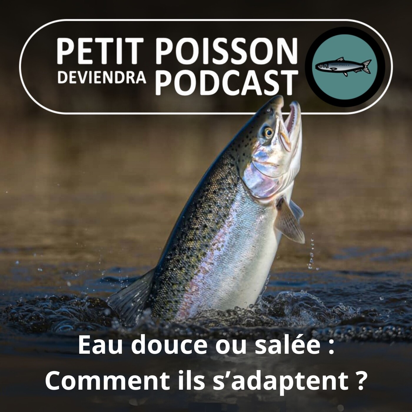 Petit Poisson deviendra Podcast