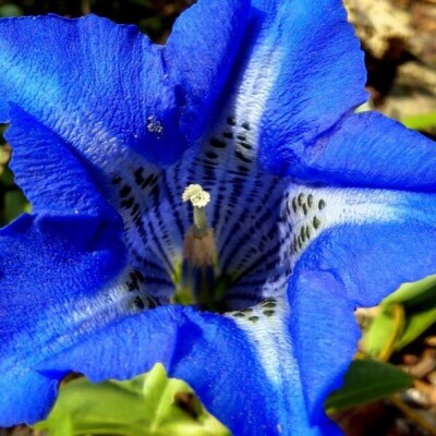 Les jeudis de la décroissance, Épisode #1:  L'Anthropocène, nouvelle ère géologique cover