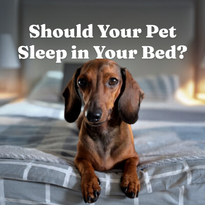 Your Pet in Bed: The Real Science on Sleep Disruption, Health Risks, and What a Vet Wants You to Know cover