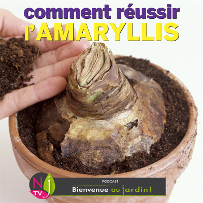 PAROLES D'EXPERTS: COMMENT BIEN CULTIVER UNE AMARYLLIS ? (Hippeastrum) cover