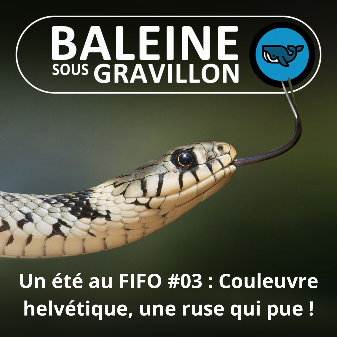 BEST OF D’ÉTÉ %2303 : Faire la morte (et caca en prime), la défense de la Couleuvre helvétique (Corentin Foucher, herpétologue)