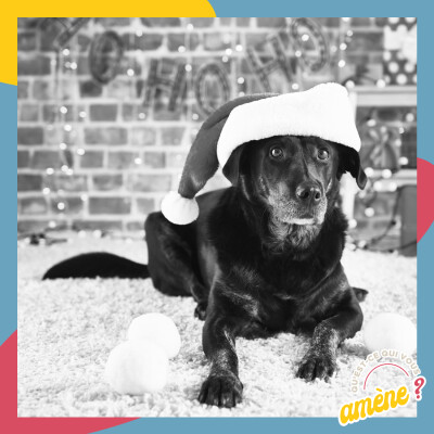 18 - Les dangers de Noël pour vos animaux de compagnie cover