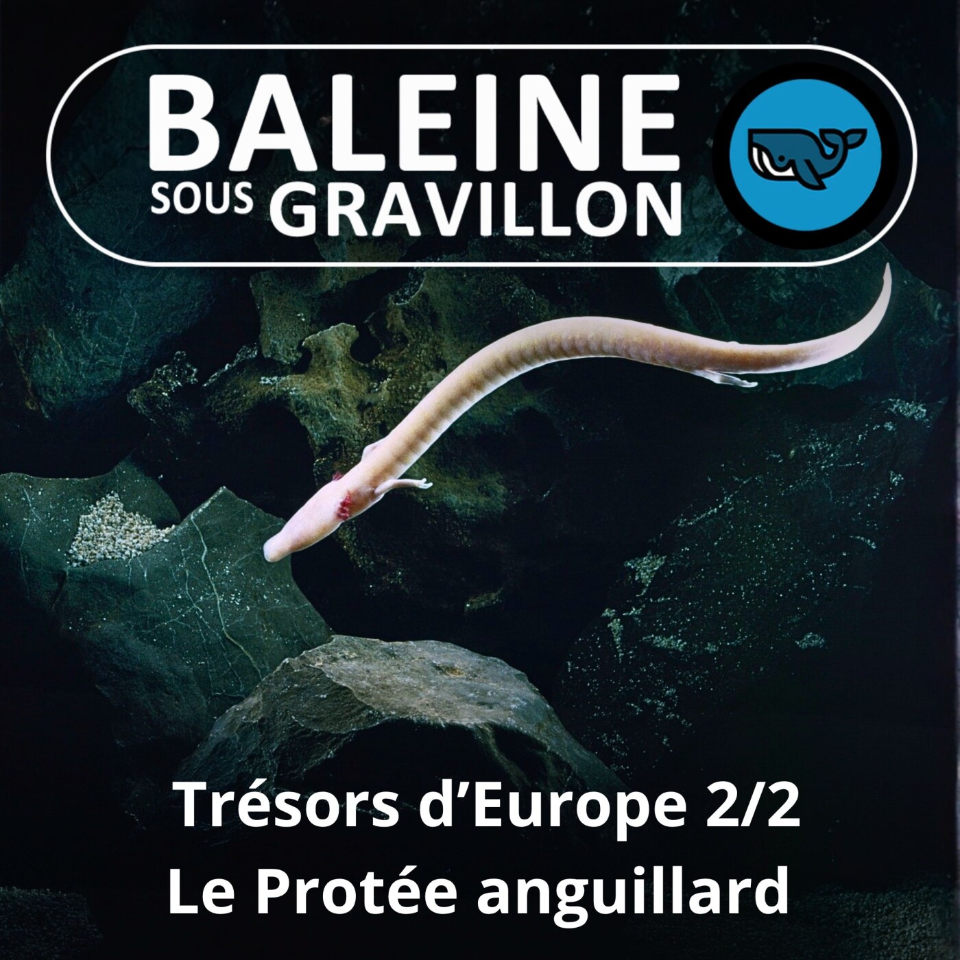 S05E04 Trésors d'Europe 2/2 : Le Protée, à l'origine de la légende des dragons ! (Olivier Marquis, herpétologue)
