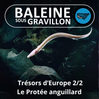 S05E04 Trésors d'Europe 2/2 : Le Protée, à l'origine de la légende des dragons ! (Olivier Marquis, herpétologue) cover
