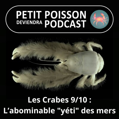 S04E39 Les Crabes : Le Crabe yéti, l'abominable crustacé des mers ? cover