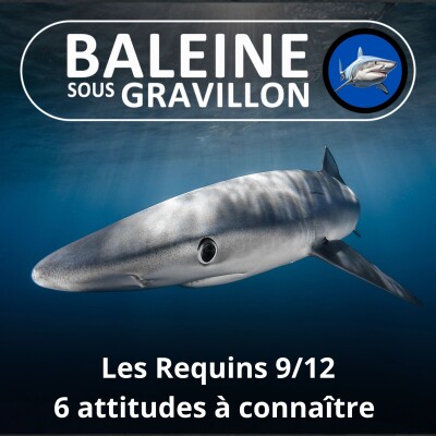 S04E13 Requins 9/12 : Craintif, timide, curieux, inquisiteur... leurs personnalités cover