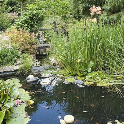 Adapter son jardin aux sols humides : astuces d’Alain Delavie ! cover