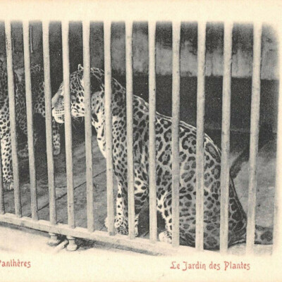 Brève : Les animaux martyrs du Jardin des Plantes cover