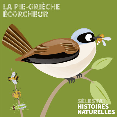 Histoire naturelles : la pie-grièche écorcheur cover