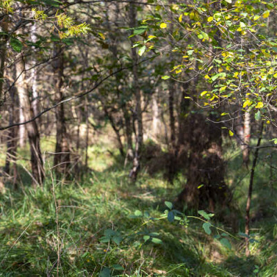 [Comment éduquer à la nature ? #2] Le collège de Cleunay s'ensauvage cover