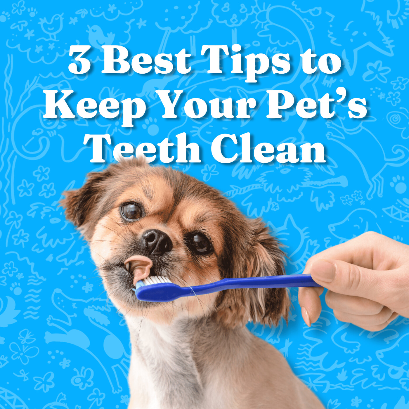 3 Tips to Keep Your Pet's Teeth Clean episode artwork