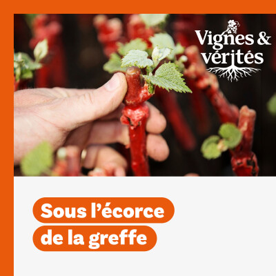 VIGNES & VÉRITÉS.  Sous l’écorce de la greffe : les secrets de la durabilité cover