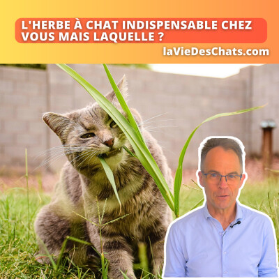 L'herbe à chat indispensable chez vous mais laquelle ? cover