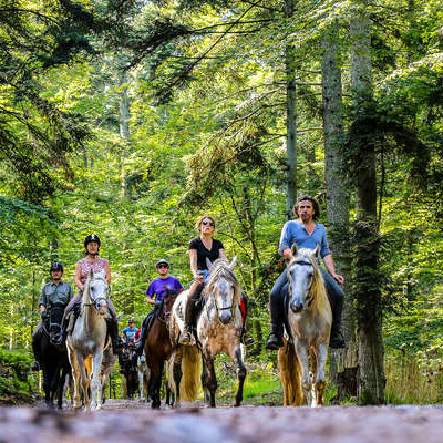 Cet été, vivez l'Alsace au rythme d'une randonnée à cheval. cover