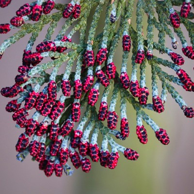 S01E28 Cyprès de toi mon... auditeurice : de la haie de jardin à l'homéopathie en passant la Toscane ... cover