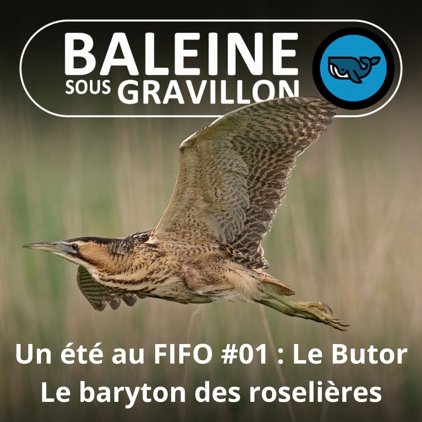 Baleine sous Gravillon