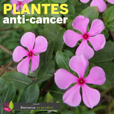 HISTOIRES BOTANIQUES: QUAND LES PLANTES SOIGNENT LE CANCER… cover