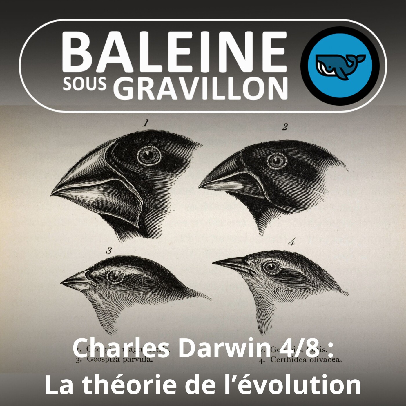 S03E91 Charles Darwin 4/8 : La théorie de l'Évolution (Jean-Claude Simard)
