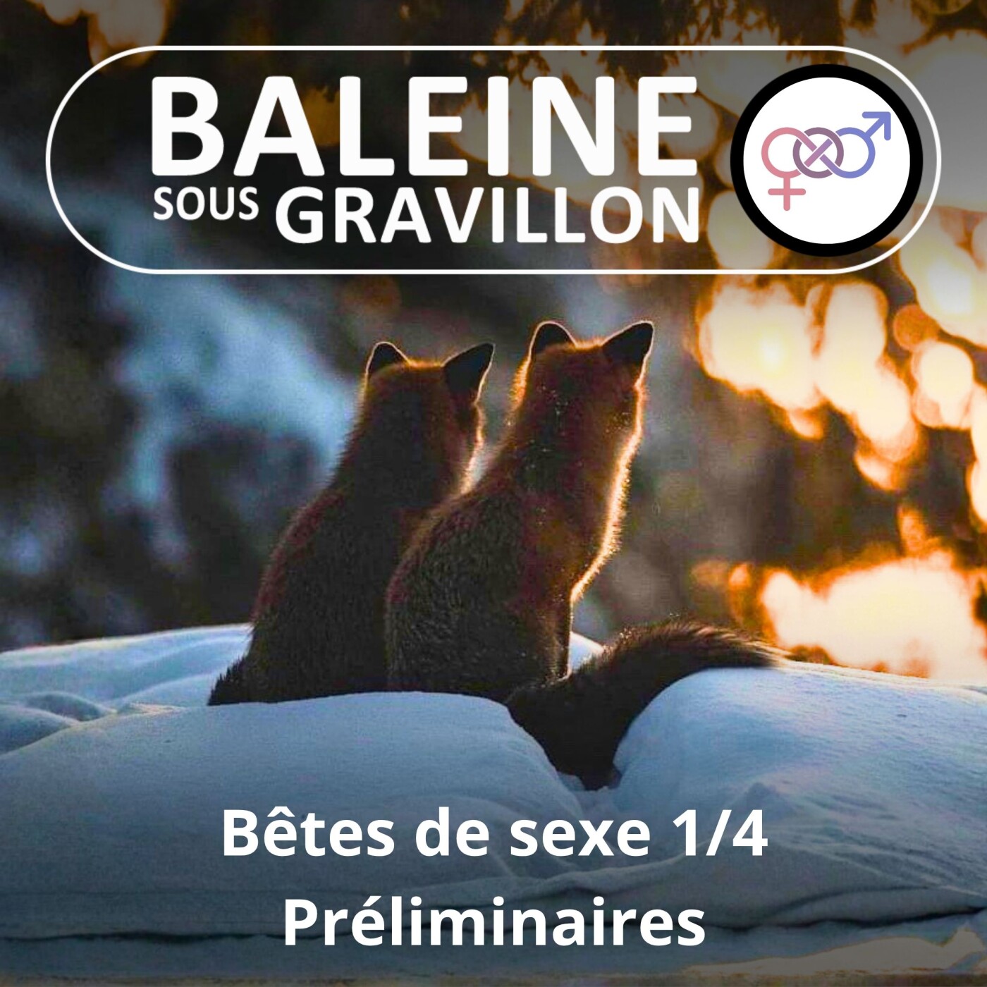 S02E82 Bêtes de sexe 1/4 : Préliminaires (Matthieu Keller)