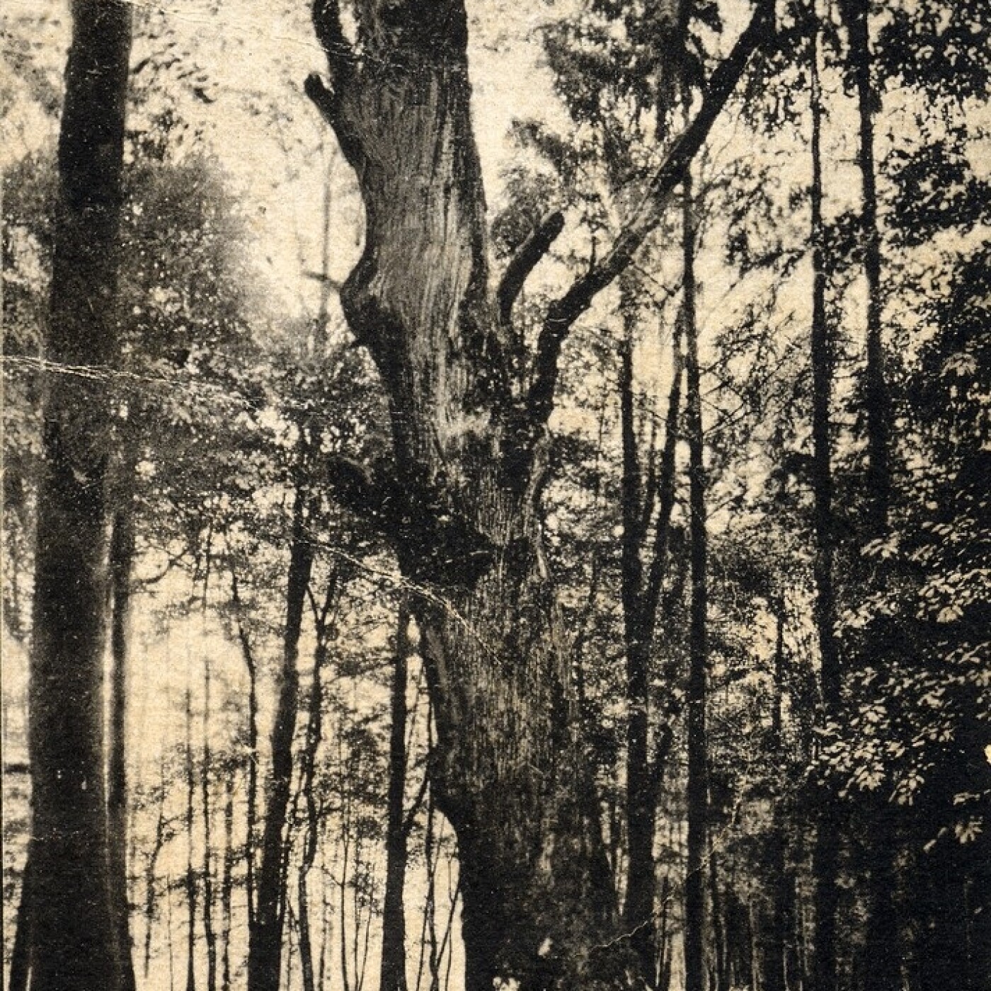 Haguenau : Autour du Gros-Chêne, une sortie proposée par la Société d’Histoire episode artwork