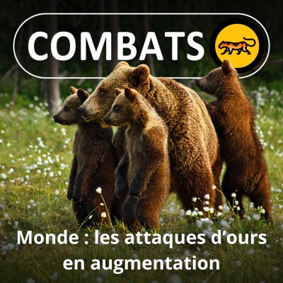 S05E28 Les attaques d'ours en augmentation dans le monde cover