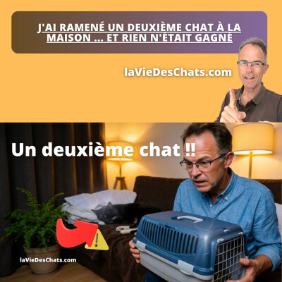J'AI RAMENÉ UN DEUXIÈME CHAT À LA MAISON ... ET RIEN N'ÉTAIT GAGNÉ cover