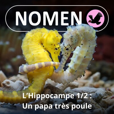 S04E03 L'Hippocampe, un papa très poule 1/2 cover