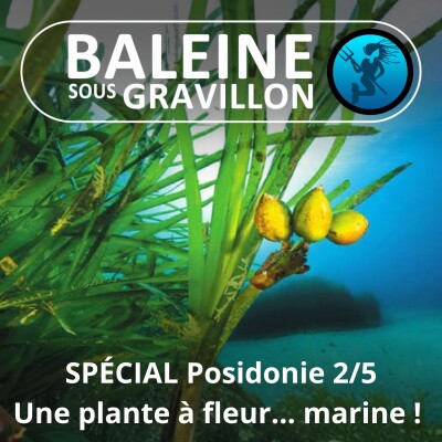 SPÉCIAL Posidonie 2/5 : Une plante à fleur et à fruit ... sous-marine ! cover