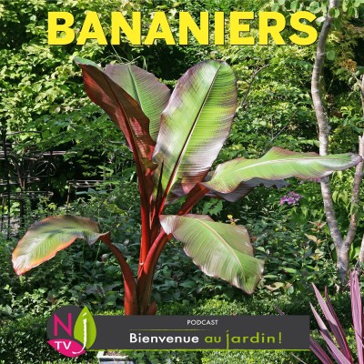 HISTOIRES BOTANIQUES:LES BANANIERS, DES HERBES GÉANTES AUX FRUITS PRÉCIEUX cover