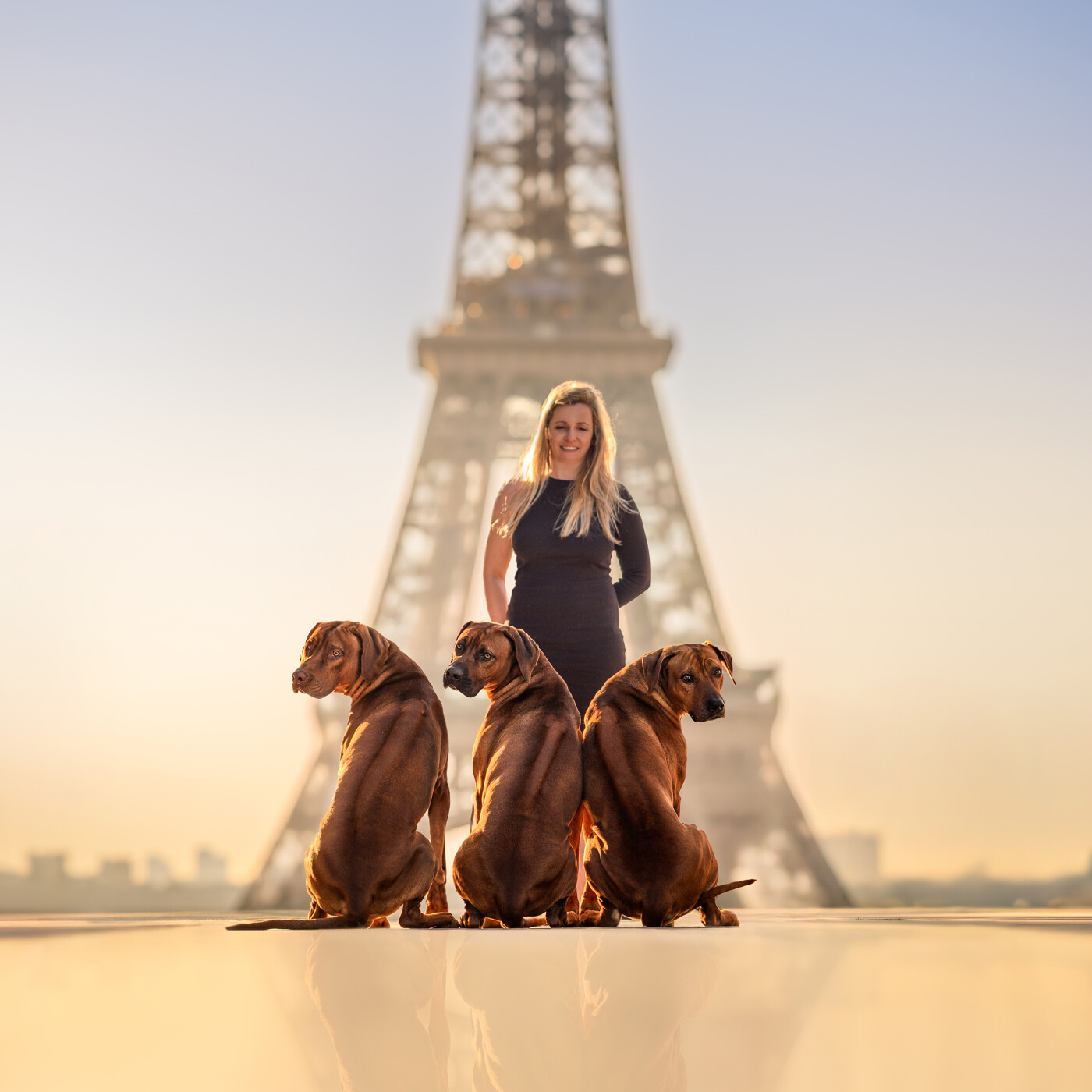 46. Avant d’adopter un Rhodesian Ridgeback : ce qu’il faut vraiment savoir