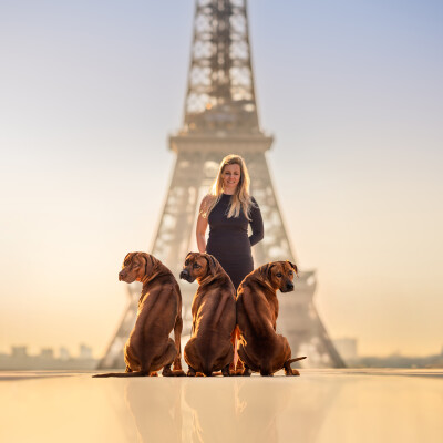 46. Avant d’adopter un Rhodesian Ridgeback : ce qu’il faut vraiment savoir cover