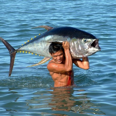 S03E12 L'éloquence de la Sardine 3/4 : les sprinters de l'océan (Bill François, auteur) cover