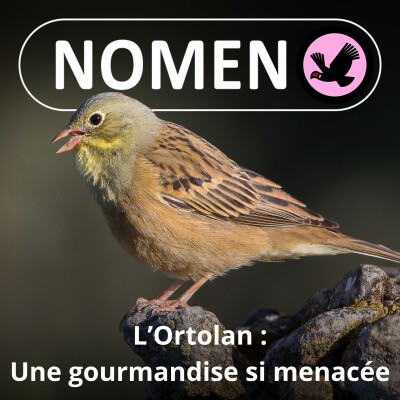 S03E38 L'Ortolan, entre les gourmets et l'extinction cover