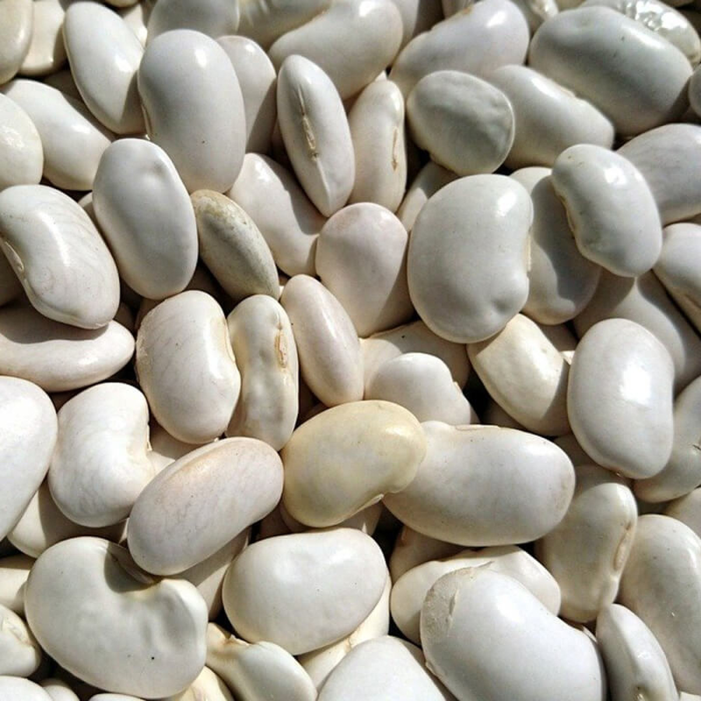 Episode - 14 - Potage aux haricots blanc secs