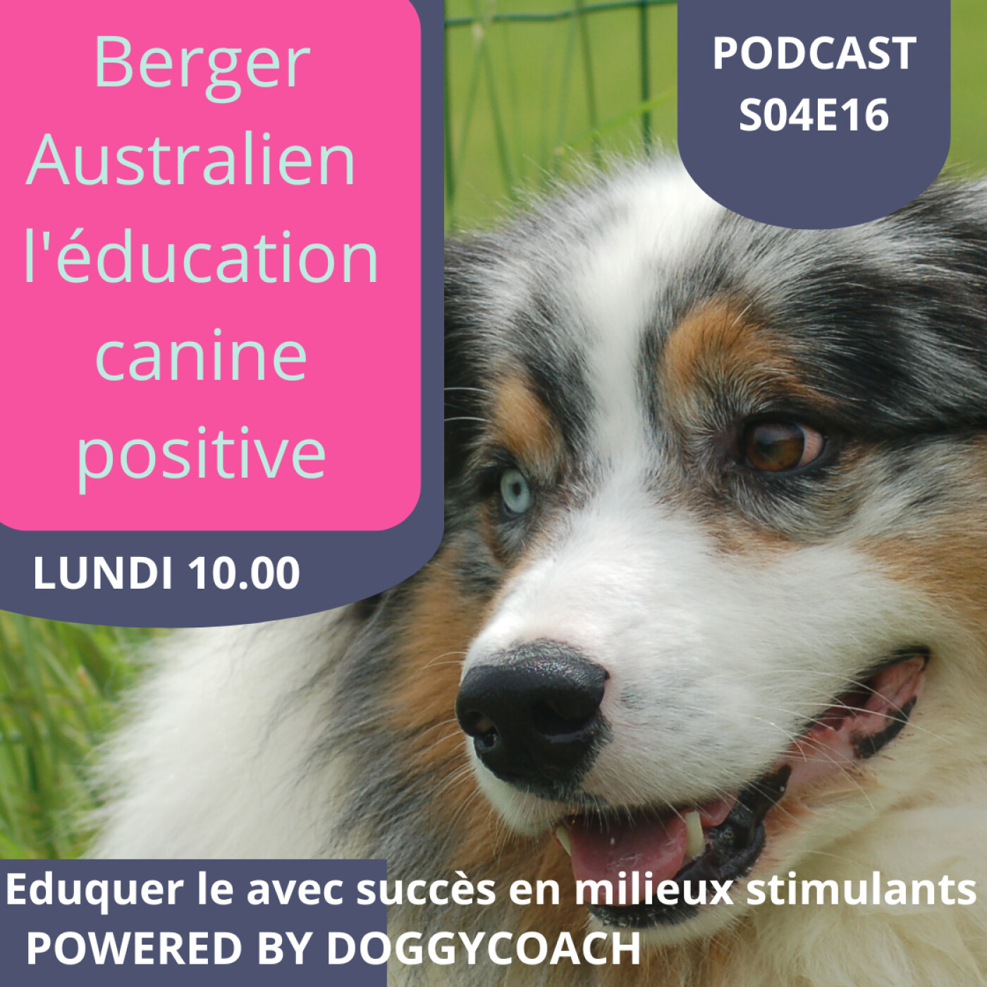 Berger Australien l\'éducation canine positive