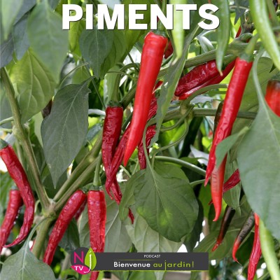 HISTOIRES BOTANIQUES: QUELQUES HISTOIRES PIQUANTES DE PIMENTS cover