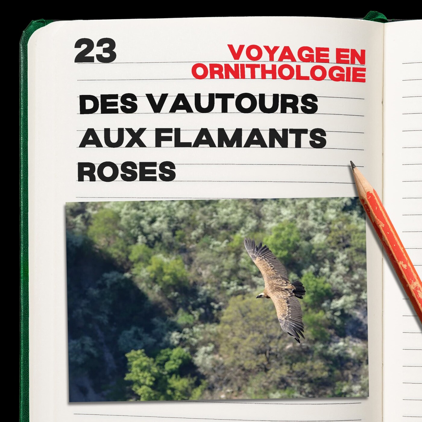 #23. Le voyage en ornithologie - épisode 2.  des vautours aux flamants roses episode artwork