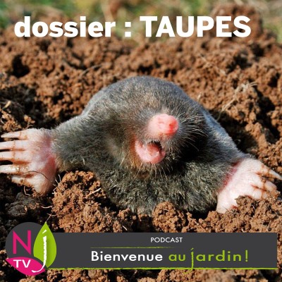 LE DOSSIER: LES TAUPES cover