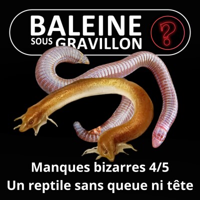S07E111 Vous avez dit bizarre ? Manques 4/5 : L'Amphisbène, "tête-à-queue" chez les reptiles cover