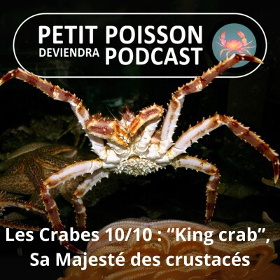 S04E40 Les Crabes : “King crab”, sa Majesté des crustacés cover