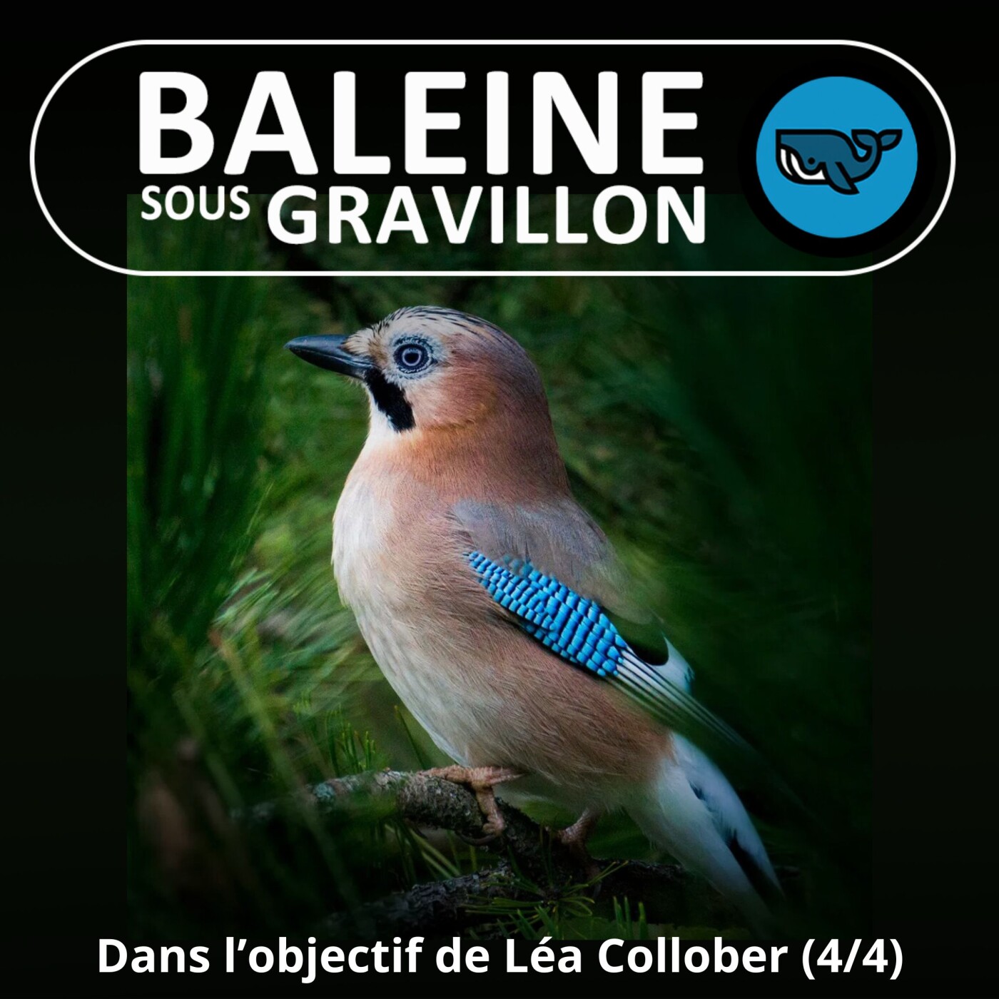 S02E51 Geai, Sonneur, Genette... dans l'objectif de Léa Collober 4/4 (cinéaste animalière)