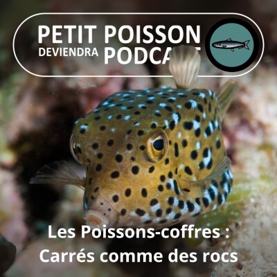 BEST OF D'ÉTÉ #26 : Les Poissons-coffres ou -boîtes : Un hydrodynamisme qui a inspiré... Mercedes ! cover