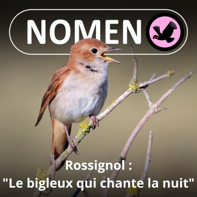 S01E67 Le Rossignol : Le "bigleux qui chante la nuit" cover