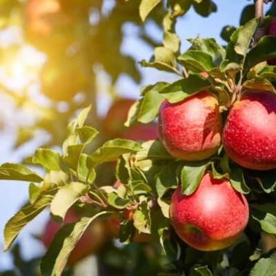 Top départ de la taille des arbres à pépins ! cover