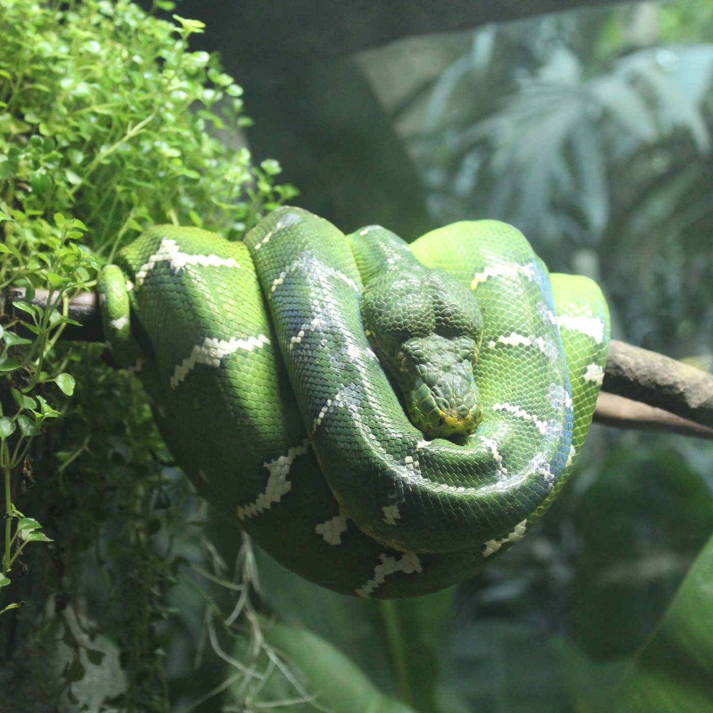 WILD - PODCAST ANIMALIER #0 - TEASER PRESENTATION EMISSION