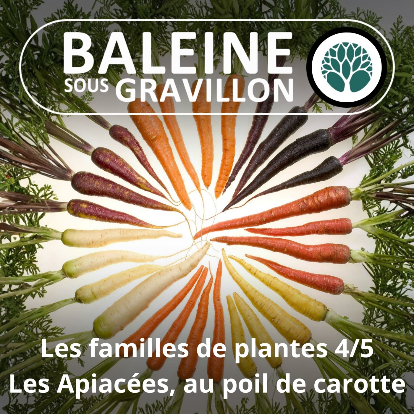S04E54 Trois grandes familles de plantes 4/5 : Les Apiacées, de la Carotte au Persil episode artwork