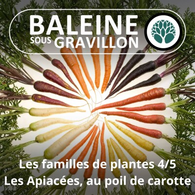 S04E54 Trois grandes familles de plantes 4/5 : Les Apiacées, de la Carotte au Persil cover