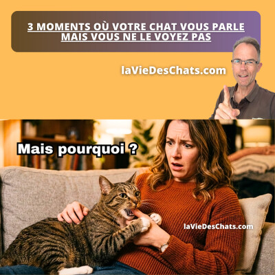 3 MOMENTS OÙ VOTRE CHAT VOUS PARLE ... ET VOUS NE LE VOYEZ PAS cover