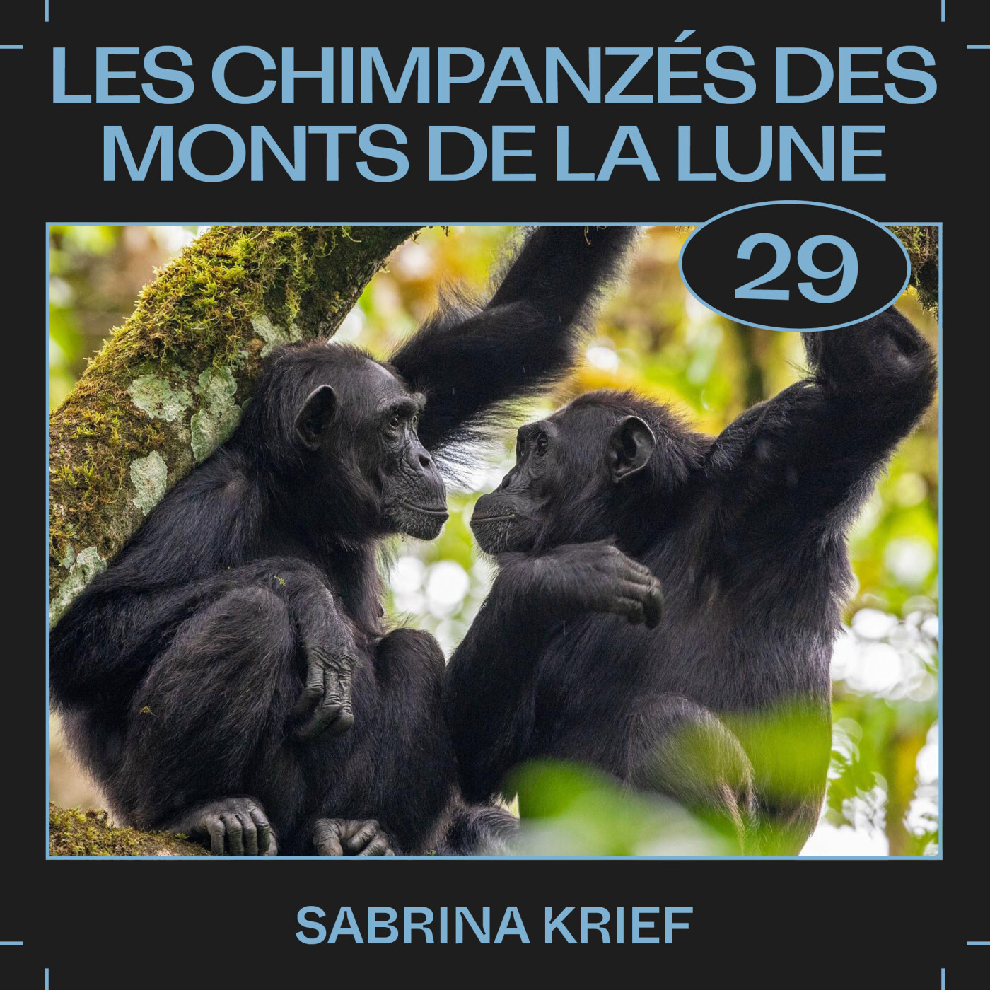 #29 â Les chimpanzĂ©s des Monts de la Lune, avec Sabrina Krief